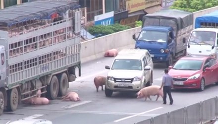 Tin trong nước - Hy hữu: Lợn văng khỏi xe tải làm náo loạn đường cao tốc