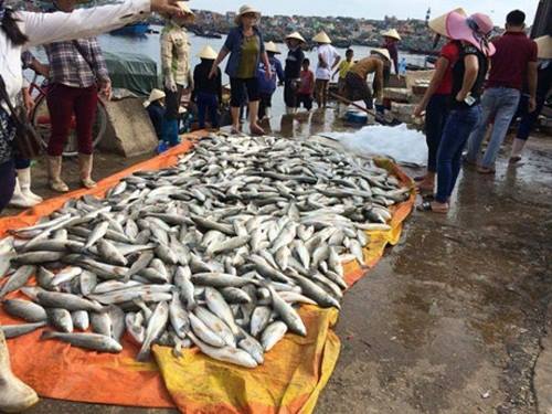 Tin trong nước - Vụ cá chết bất thường ở Thanh Hóa: Kết luận do thủy triều đỏ là vội vàng