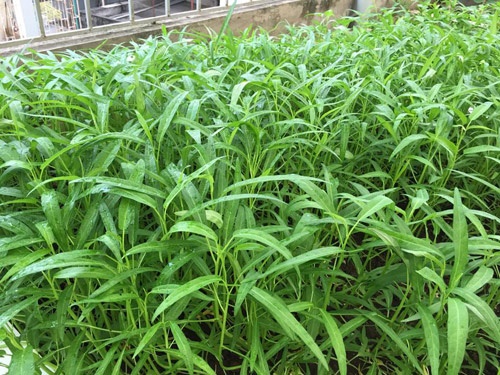 Đời sống - Vườn rau 50m2 ăn không xuể của bà mẹ Hà thành (Hình 5).