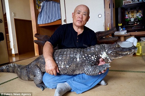 Gia đình - Tình yêu - Cụ ông 65 tuổi nuôi cá sấu cưng, dắt đi dạo phố mỗi ngày