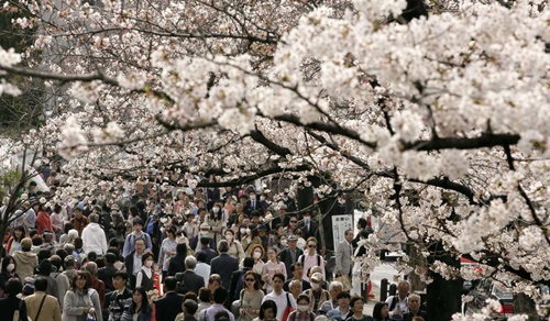 Ăn - Chơi - Mặt trái ảm đạm của mùa hoa anh đào rực rỡ ở Nhật Bản (Hình 3).