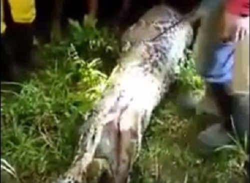 Ăn - Chơi - Trăn khủng nuốt chửng người đàn ông ở Indonesia