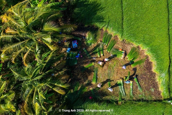 Ăn - Chơi - Vẻ đẹp siêu thực của cánh đồng cói Việt Nam (Hình 12).