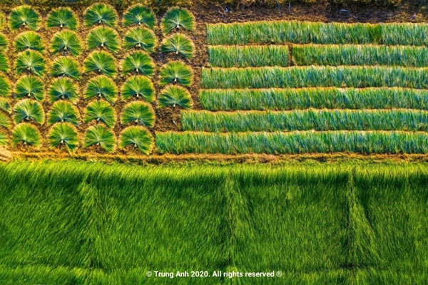 Ăn - Chơi - Vẻ đẹp siêu thực của cánh đồng cói Việt Nam (Hình 7).