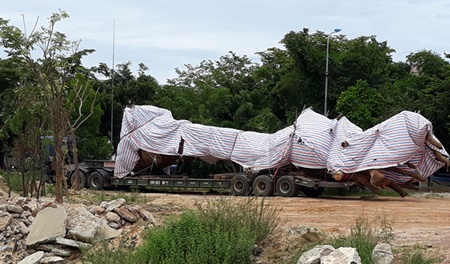 Tin trong nước - Quảng Trị: Xe đầu kéo chở cây 'quái thú' bị tạm giữ (Hình 2).