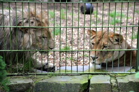Tin thế giới - Chàng trai nhảy qua hàng rào để vào chuồng nằm cùng sư tử dù được can ngăn