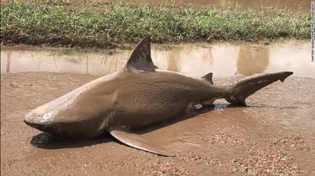 Tin thế giới - Cá mập ăn thịt người xuất hiện trên đường Australia