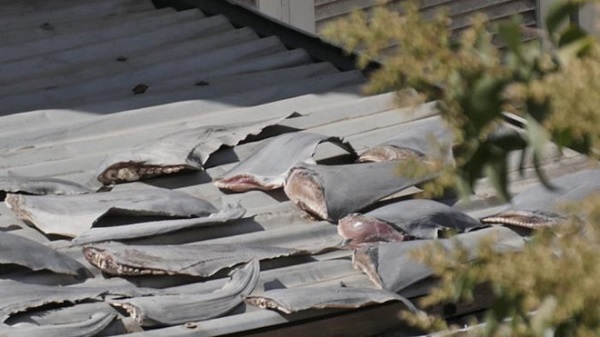 Tin thế giới - Yêu cầu báo cáo vụ phơi vây cá mập trên mái nhà thương vụ Việt ở Chile
