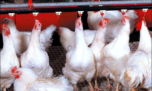 Thị trường - 15 nghìn đồng/kg gà thịt, người nông dân lỗ cả tỷ đồng vì chăn nuôi
