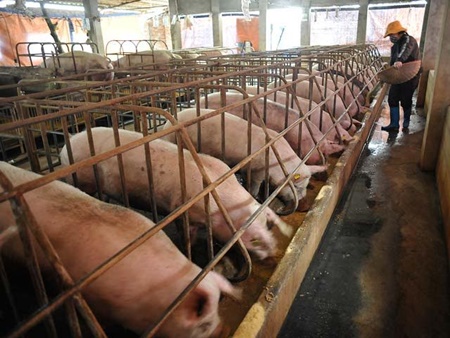 Thị trường - Bộ Nông nghiệp sang Trung Quốc đàm phán để “giải cứu' lợn thịt