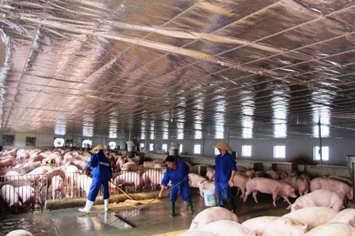Thị trường - Bộ Công Thương họp khẩn “giải cứu” thịt lợn rớt giá
