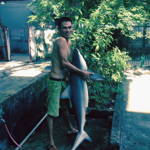 Tin trong nước - Lời kể của người câu được cá mập trên vịnh Hạ Long: Vật lộn 2 tiếng mới bắt được 'hung thần'