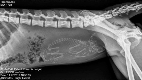 Ăn - Chơi - Ngạc nhiên hình ảnh bào thai của động vật qua ảnh chụp X-quang (Hình 2).