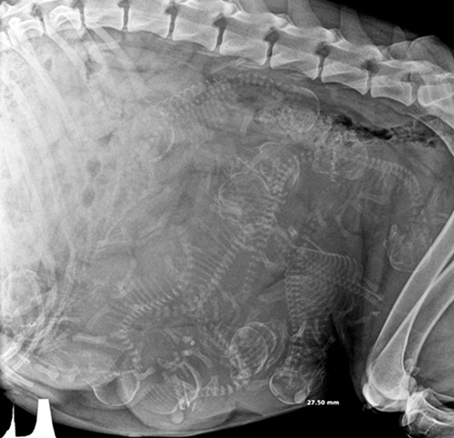 Ăn - Chơi - Ngạc nhiên hình ảnh bào thai của động vật qua ảnh chụp X-quang (Hình 3).