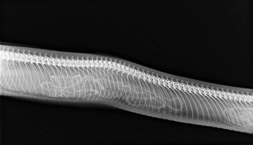Ăn - Chơi - Ngạc nhiên hình ảnh bào thai của động vật qua ảnh chụp X-quang (Hình 4).