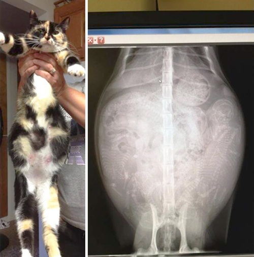 Ăn - Chơi - Ngạc nhiên hình ảnh bào thai của động vật qua ảnh chụp X-quang (Hình 5).