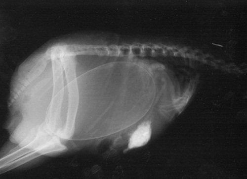 Ăn - Chơi - Ngạc nhiên hình ảnh bào thai của động vật qua ảnh chụp X-quang (Hình 6).