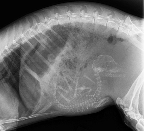 Ăn - Chơi - Ngạc nhiên hình ảnh bào thai của động vật qua ảnh chụp X-quang (Hình 7).