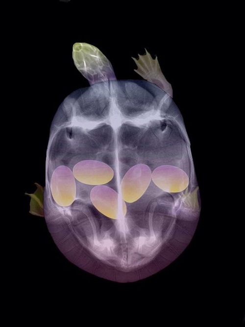 Ăn - Chơi - Ngạc nhiên hình ảnh bào thai của động vật qua ảnh chụp X-quang