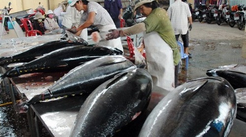 Thị trường - Thăn, phile cá ngừ Việt Nam “đắt hàng” ở Mỹ
