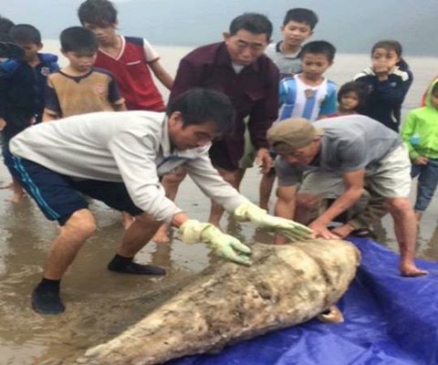 Tin trong nước - Hà Tĩnh: Phát hiện xác cá heo nặng gần 100kg trôi dạt vào bờ biển