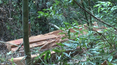 An ninh - Hình sự - 3 đối tượng đang khai thác gỗ trái phép ở rừng đầu nguồn thì bị bắt (Hình 3).