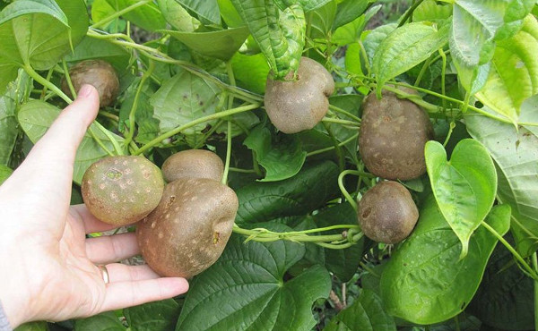 Đời sống - Giống khoai tây đặc biệt: Củ mọc trĩu trịt trên cành