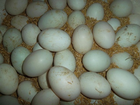 Tin trong nước - Một trưởng phòng của huyện 'chôm' 16 trứng vịt tại hội chợ