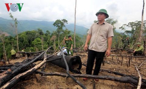 Tin trong nước - Thủ tướng yêu cầu điều tra, làm rõ phản ánh phá rừng phòng hộ ở Quảng Nam