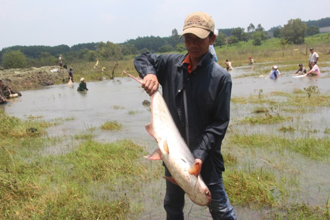 Tin trong nước - Hàng trăm người dân bắt cá 'khủng' ở chân đập thủy điện Trị An (Hình 2).