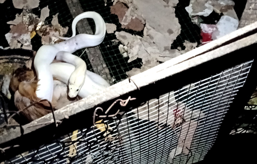 Tin tức - Bắt được trăn bạch tạng vừa nuốt chửng gà ở Cà Mau