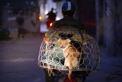 Tin tức - Theo chân đội bắt chó thả rông chỉ trong 3 phút ở Hà Nội lúc tờ mờ sáng (Hình 4).