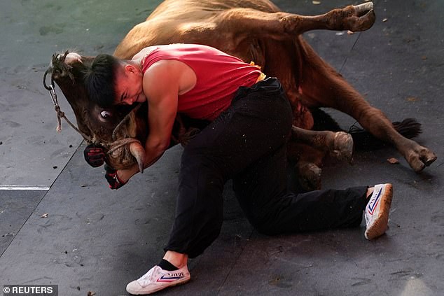 Tin tức - Thót tim chứng kiến võ sỹ Trung Quốc hạ gục con bò nặng 400kg