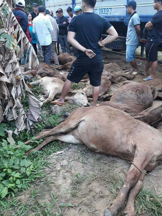 Tin tức - Truy tìm xe tải chở 13 con bò chết bán cho dân