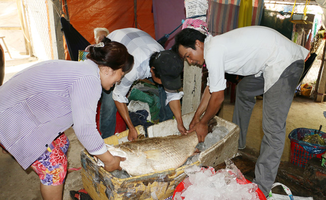 Tin tức - Bắt được cá 'khủng' nghi sủ vàng nặng 26kg, có người trả 1 tỷ đồng