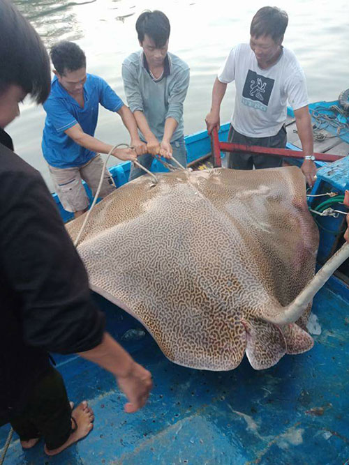 Tin tức - Ngư dân Bình Thuận bắt được cá đuối 'khủng' nặng 120 kg, dài gần 3 m (Hình 2).