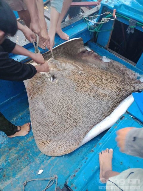 Tin tức - Ngư dân Bình Thuận bắt được cá đuối 'khủng' nặng 120 kg, dài gần 3 m