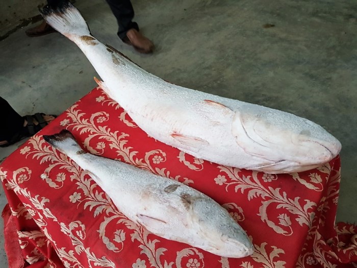 Ngư dân bắt được cá lạ 9kg nghi sủ vàng tiền tỷ - Ảnh 2