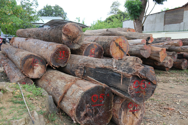 Tin tức - Vụ gỗ lậu ở Đắk Lắk: Lộ diện đàn em thân tín của trùm Phượng 'râu' (Hình 2).