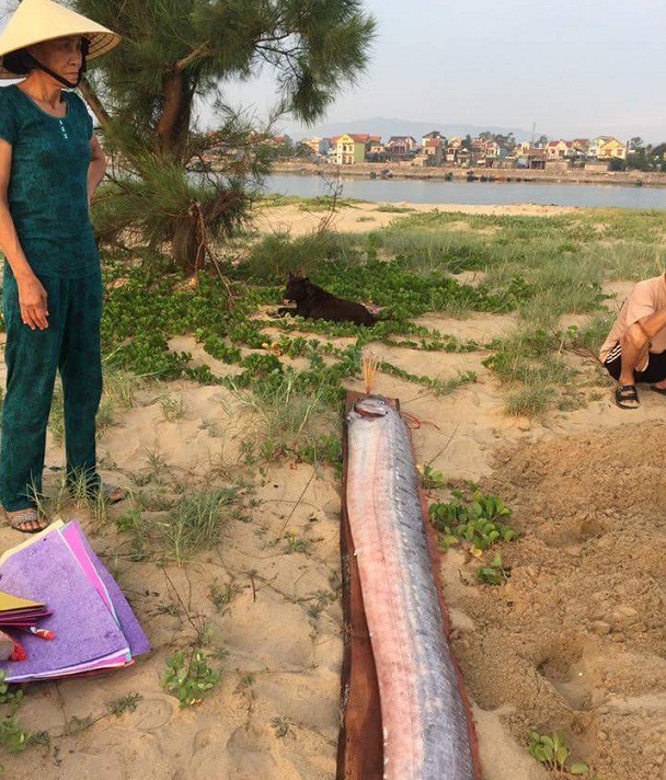 Tin tức - Cá hố rồng 'khủng' liên tục chết dạt vào bờ biển