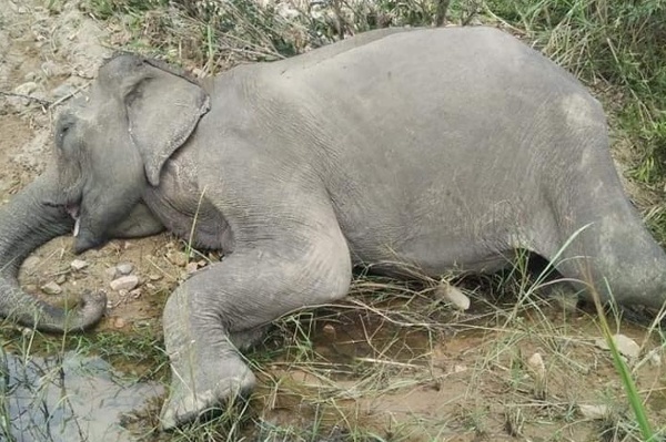 Tin trong nước - Con voi nhà duy nhất ở Bắc Tây Nguyên chết: Từng được nhiều người hỏi mua 