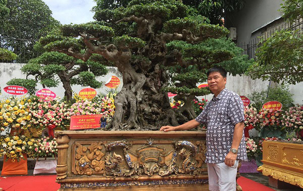 Tin trong nước - Chiêm ngưỡng cây sanh cổ 'Tiên lão giáng trần' được đại gia Phú Thọ chi 28 tỷ mua về