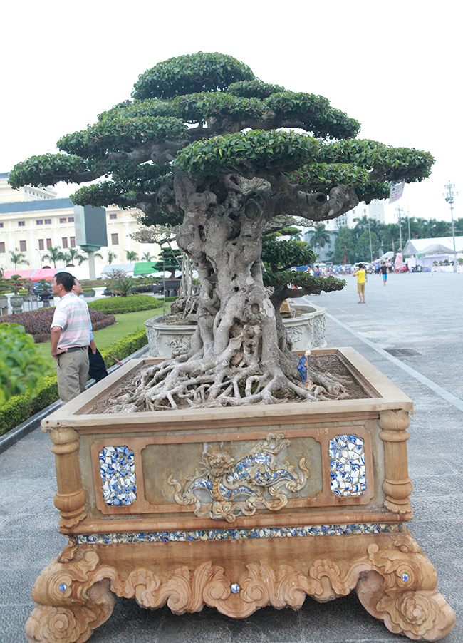 Tin trong nước - Chiêm ngưỡng cây sanh cổ 'Tiên lão giáng trần' được đại gia Phú Thọ chi 28 tỷ mua về (Hình 6).