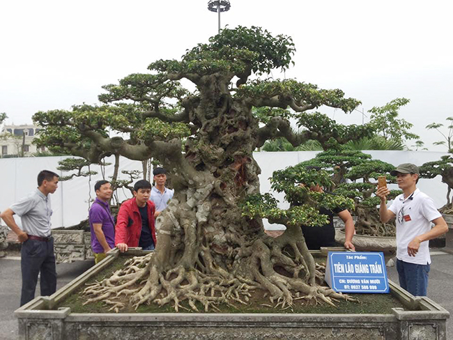 Tin trong nước - Chiêm ngưỡng cây sanh cổ 'Tiên lão giáng trần' được đại gia Phú Thọ chi 28 tỷ mua về (Hình 7).