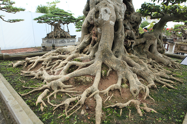 Tin trong nước - Chiêm ngưỡng cây sanh cổ 'Tiên lão giáng trần' được đại gia Phú Thọ chi 28 tỷ mua về (Hình 8).