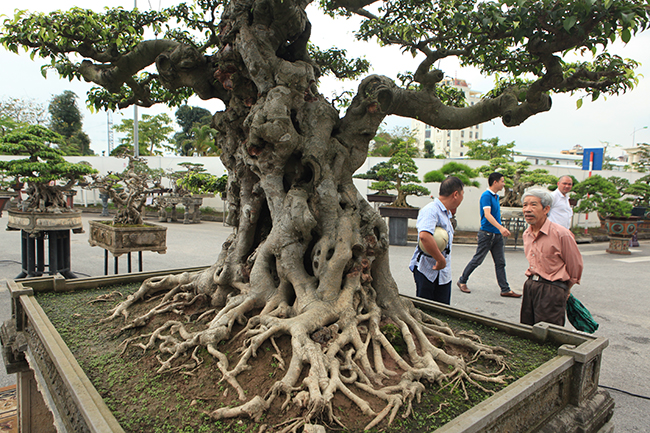 Tin trong nước - Chiêm ngưỡng cây sanh cổ 'Tiên lão giáng trần' được đại gia Phú Thọ chi 28 tỷ mua về (Hình 9).