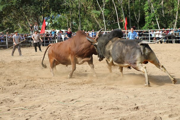Tin trong nước - Khám phá lễ hội chọi trâu, bò của đồng bào Mông ở miền Tây xứ Nghệ