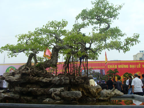 Tin trong nước - Chiêm ngưỡng dàn cây cảnh hơn 150 tỷ đồng của đại gia Thịnh 'đồng nát'