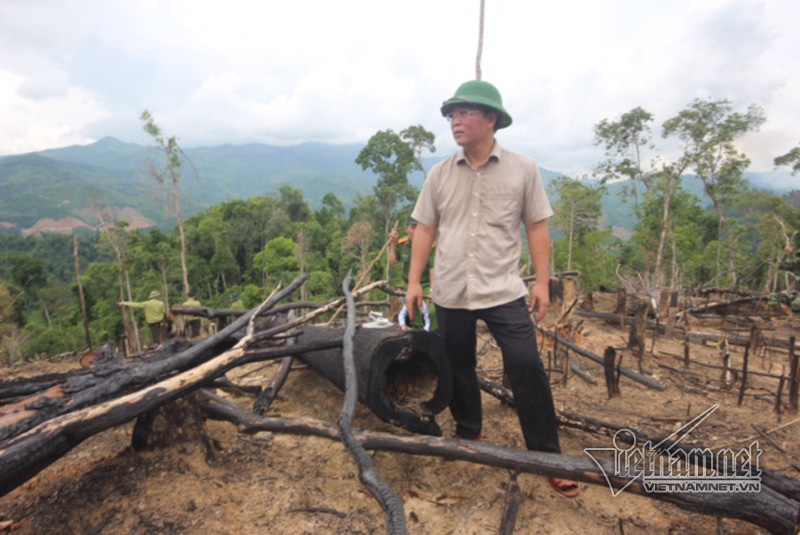 Tin tức - Khởi tố vụ án phá rừng phòng hộ ở Quảng Nam