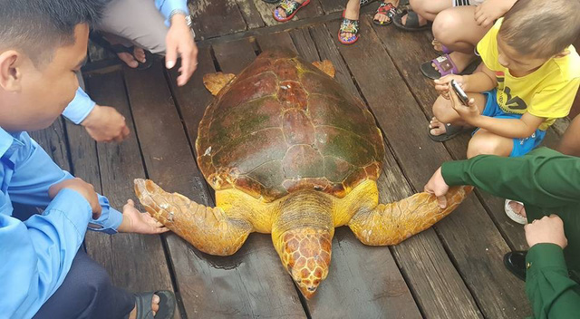 Tin tức - Rùa biển quý hiếm, nặng 80 kg mắc lưới ngư dân Hà Tĩnh